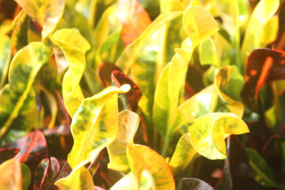 Un plant de Pothos feuilles jaunes marbré de vert dans un pot, éclairé par une lumière douce