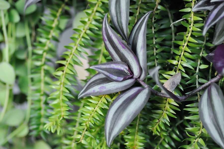 Tradescantia zebrina aux feuilles rayées de violet et d'argent mise en valeur devant un feuillage vert retombant.