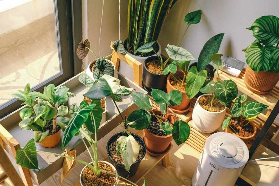 Une collection variée de plantes vertes en pots disposées près d'une fenêtre pour illustrer des plantes résistantes à la sécheresse.